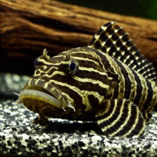 L034 pleco for sale